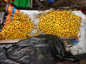 Read more about the article A Fruitful Endeavor in Sustainability